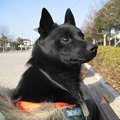 もしも自分と愛犬の…