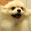 犬への『なでなで』…