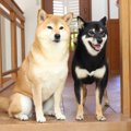 犬の性格が変わって…