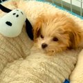 犬を『2日間預けるこ…