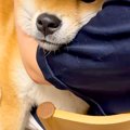 『甘えん坊さん』を…