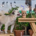 犬と一緒に行ける東…