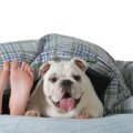犬の寝る場所ごとで…