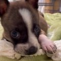 未熟児で生まれ足に…