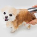 犬のシャンプーをサ…