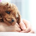 犬が飼い主に『うん…