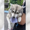 マスクを強奪！返却…