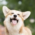 犬の『目』でわかる…