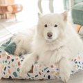 大型犬が『穏やか・…