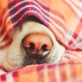 老犬のための災害対…