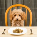 愛犬の食欲がない時…