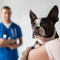 犬が『何もないとこ…
