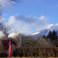 愛犬と楽しめる軽井…