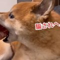 お風呂嫌いな犬に『…