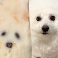 SNSで話題！アイスの…