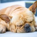 犬の頭の形は睡眠の…