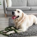 大型犬を飼った人に…