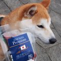 お魚系の犬のおすす…
