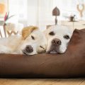 犬同士がくっついて…