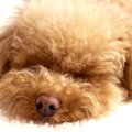 『愛犬が死ぬ夢』を…