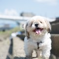 保護犬のシーズー「…