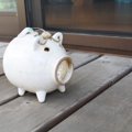 犬もデング熱に感染…