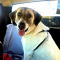 飼い主が手放した犬…