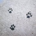犬走りの語源につい…