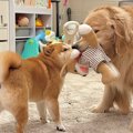 2歳の女の子のぬいぐ…