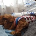 愛犬を亡くし、保護…