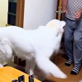 おじいちゃんが『超…