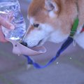 夏に犬と散歩へ行く…