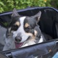 犬の『お年寄りサイ…