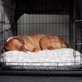 犬が『調子が悪い』…