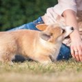 咬みついてくる犬に…