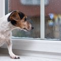 犬が愛情を無くして…