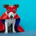 犬は生まれついての…