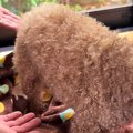 犬が亡くなる直前に…