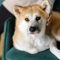 『人に忠実な犬種』5…
