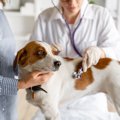 犬が口をパクパク動…