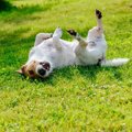 犬の為に飼い主さん…