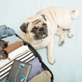 飼い主が外出する前…