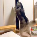 ついに『ハスキー犬…