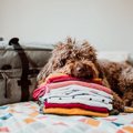 犬が『飼い主の服の…