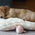 今だから言える！犬…