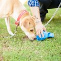 犬の『ウンチあるあ…