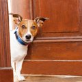 犬が散歩を楽しめな…