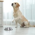 犬が『ご飯を催促し…