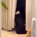 『帰ってこないよ…』…