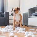 犬が部屋に置いてあ…